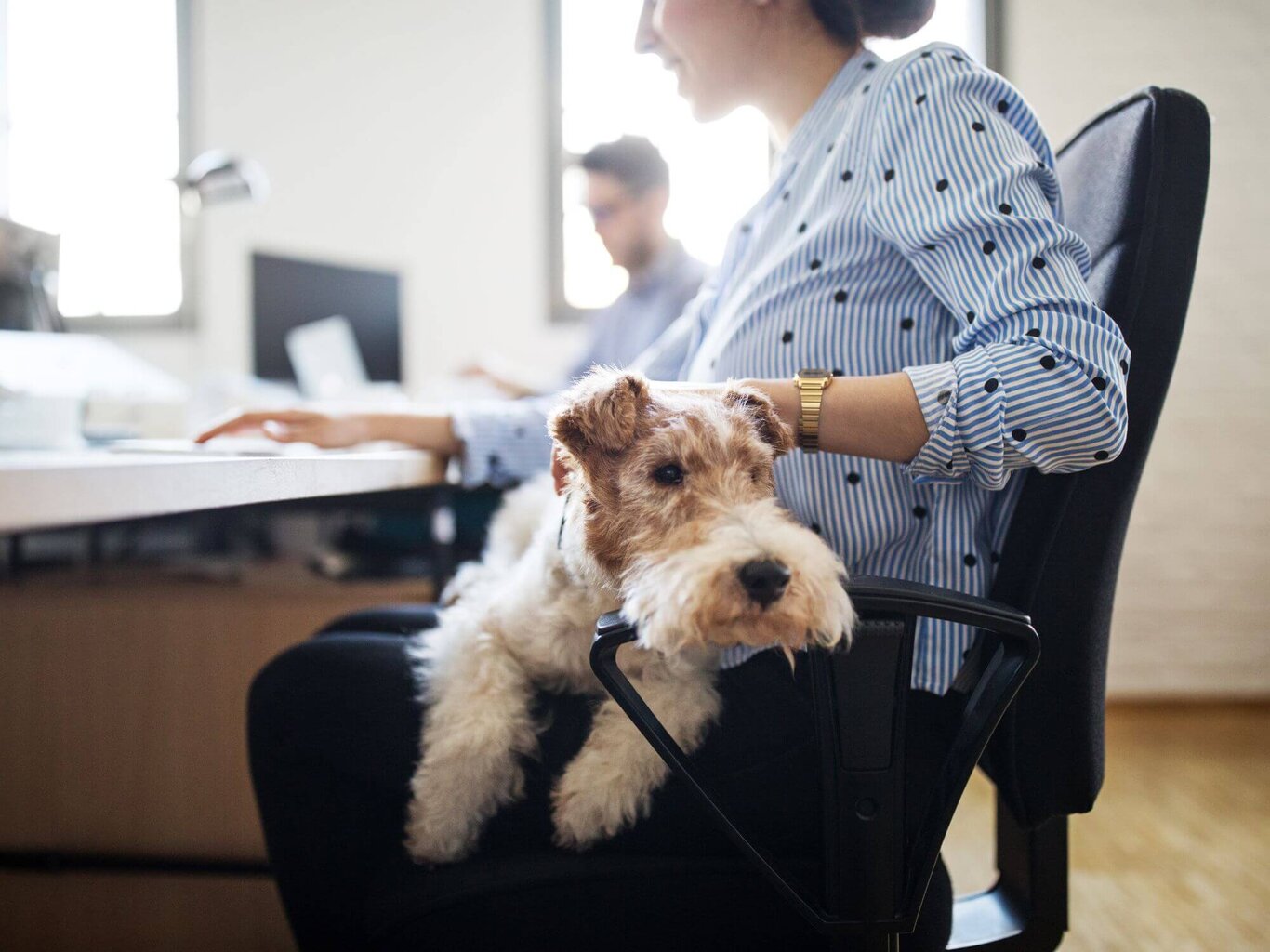 Hund im Büro 3 Tipps, wie es am besten klappt!